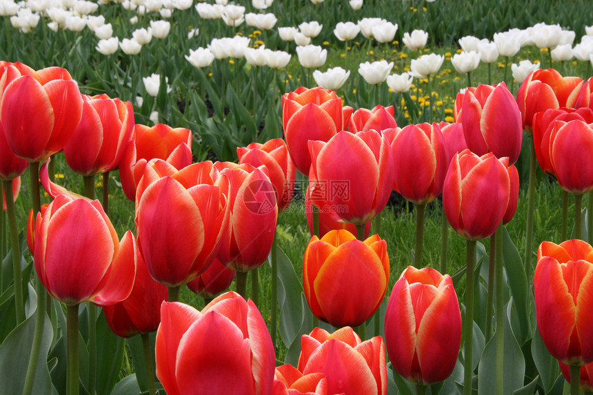 猩红色的红色郁金香花花束亮度日光阳光植物学红宝石花店季节草地耀斑图片