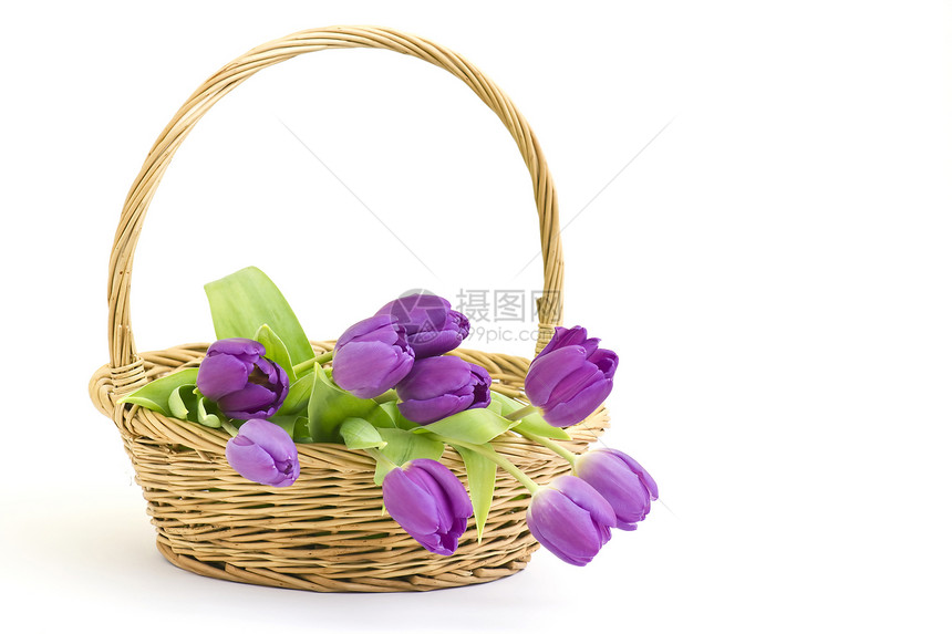 篮子里的紫色郁金香白色脆弱性绿色水平花瓣季节性礼物植物群叶子花束图片