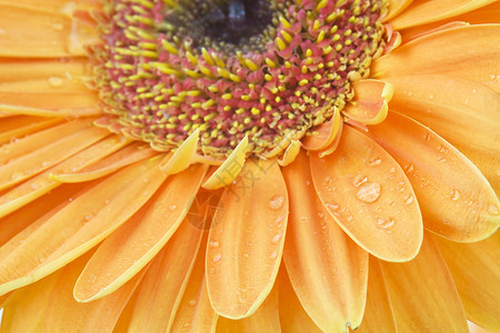 贝拉格热贝拉菊花黄色水平雏菊花园宏观植物群橙子花瓣格柏生长背景