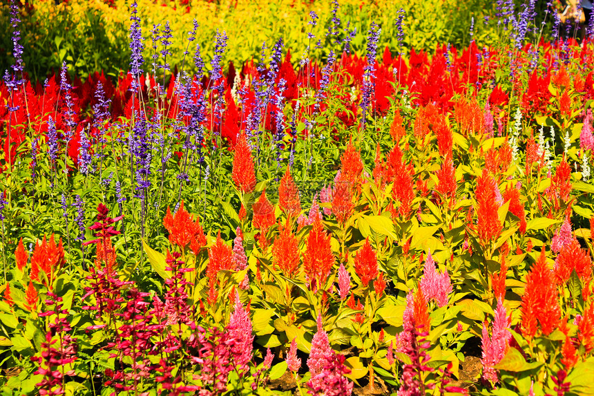花园里的花朵多彩植物群生活草地叶子院子农民园艺农村场景公园图片