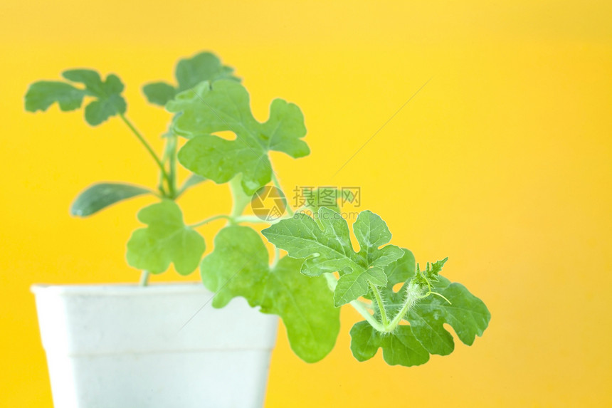 年轻树植物群绿色花园森林西瓜植物黄色叶子生长植物学图片