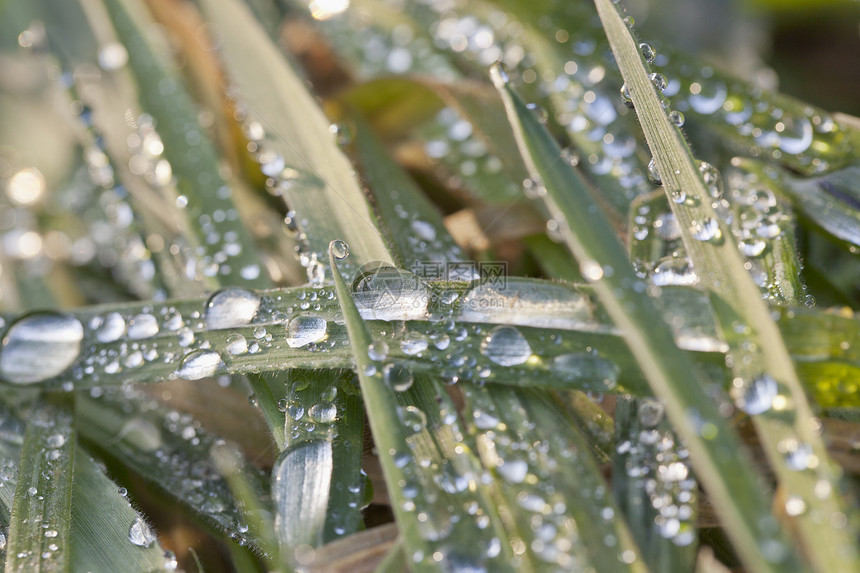 下滴花园植物草地水滴刀刃反射环境气候生长雨滴图片