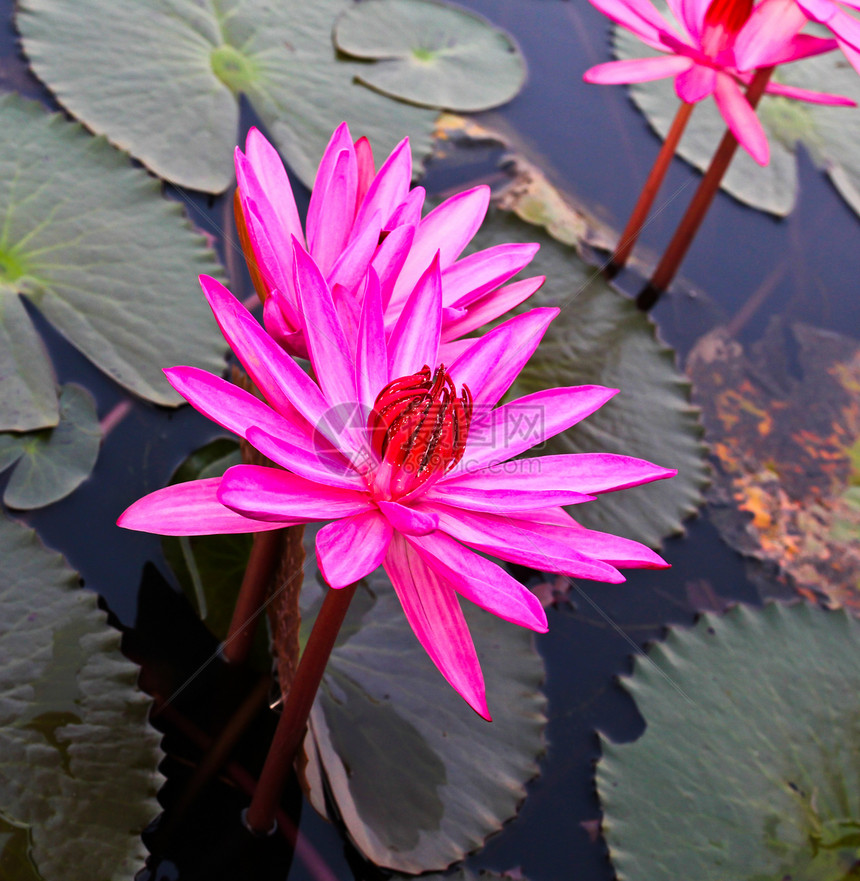 湖中的粉色莲花异国花瓣植物群荷花反射叶子热带冥想公园情调图片