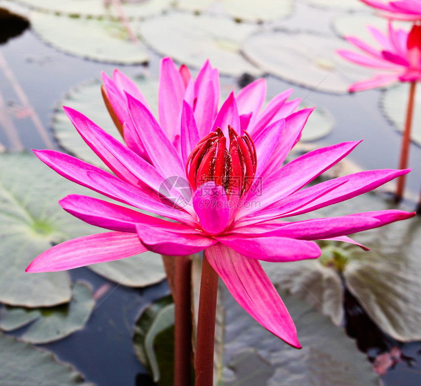 湖中的粉色莲花反射百合卡片植物群环境花瓣花园热带叶子冥想图片
