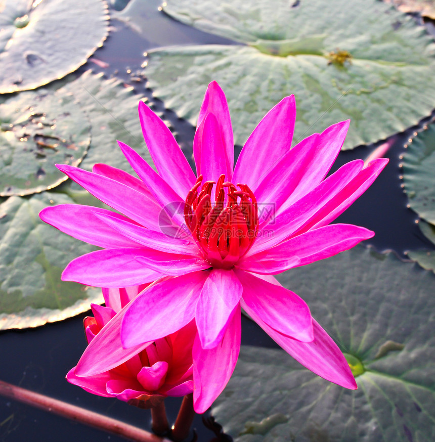 湖中的粉色莲花环境花瓣反射花园冥想公园植物叶子热带季节图片