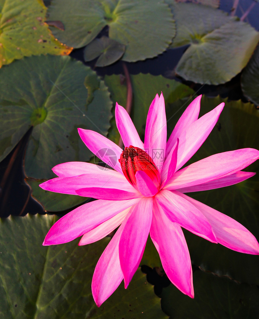 湖中的粉色莲花荒野环境卡片公园反射植物群季节异国美丽植物学图片