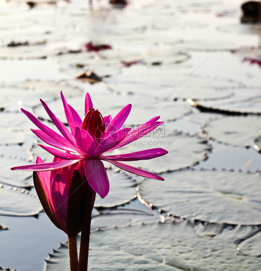 清晨亮月莲花粉美丽池塘花瓣植物学粉色漂浮植物群软垫百合绿色图片