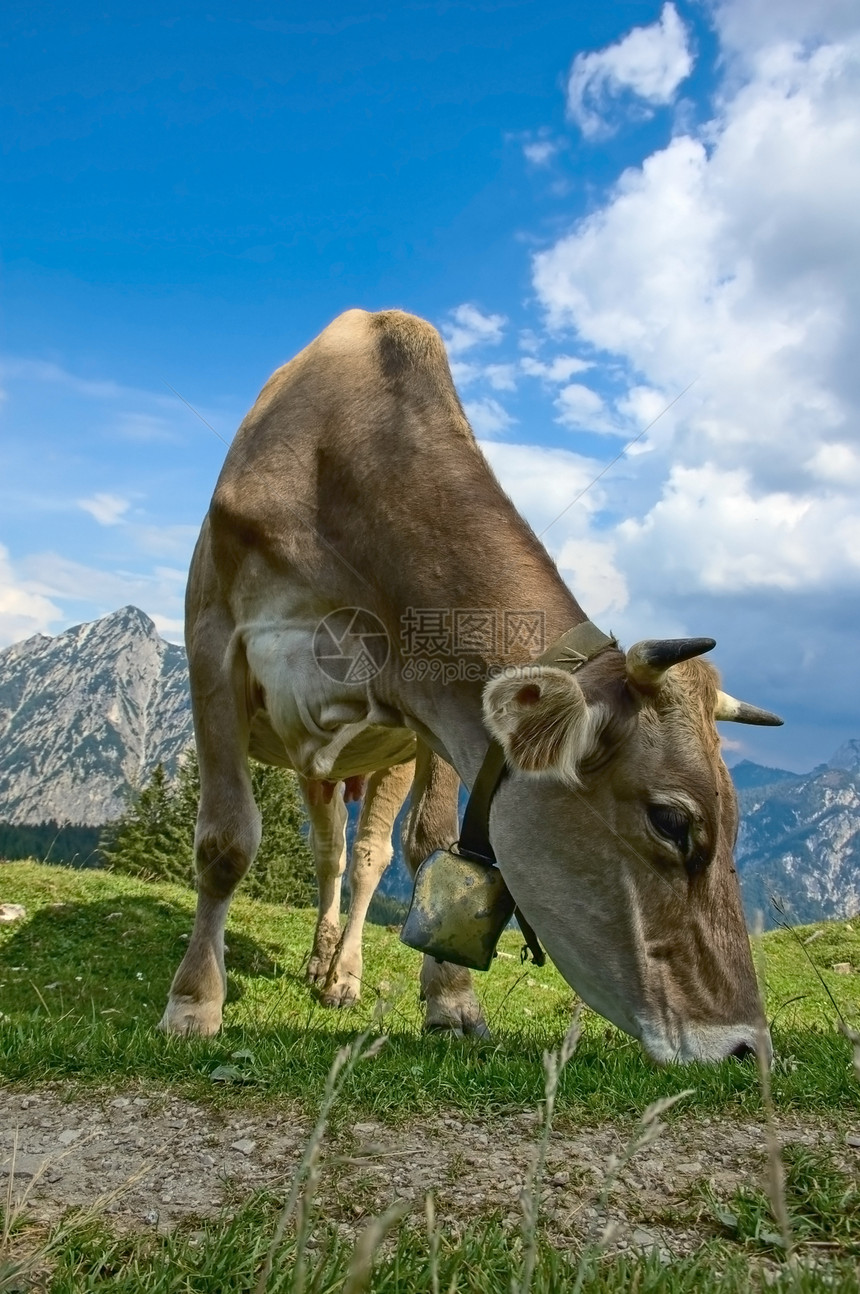 阿尔卑斯山的牧牛图片