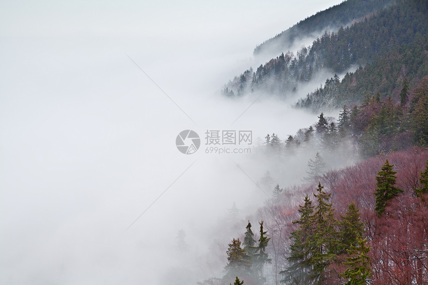 雾中的哈兹山旅行森林松树季节性高山农村天气爬坡风景荒野图片