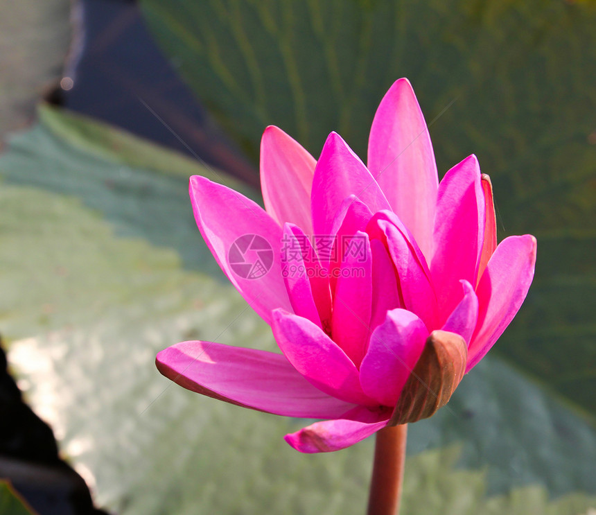 湖中的粉色莲花植物群热带季节环境叶子植物反射公园卡片荷花图片