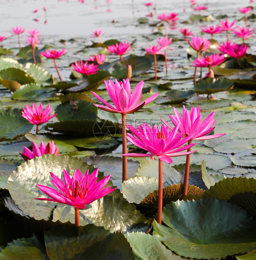 泰国乌东萨尼 利利湖宏观花瓣美丽花园公园植物学花朵植物树叶水池图片