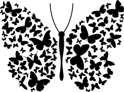 蝴蝶热带宏观外貌黑色动物曲线白色漏洞野生动物翅膀背景图片