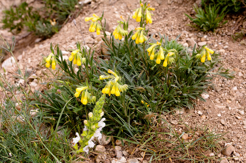黄花地面黄色棕色水平植物植物群图片