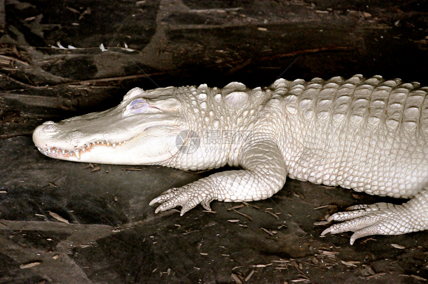 阿尔比诺牙齿鳄鱼动物群蜥蜴爬虫哺乳动物白色动物图片