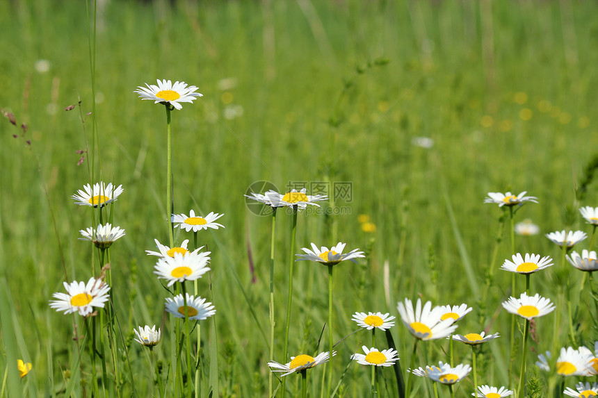带白野花草草林的春春景图片