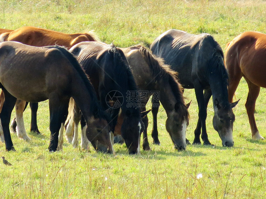 农民的马在夏草牧场上放牧图片