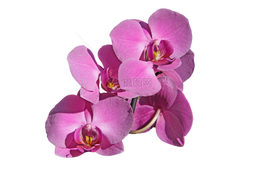 粉红色兰花礼物花束展示花瓣叶子紫色花园热带植物季节图片