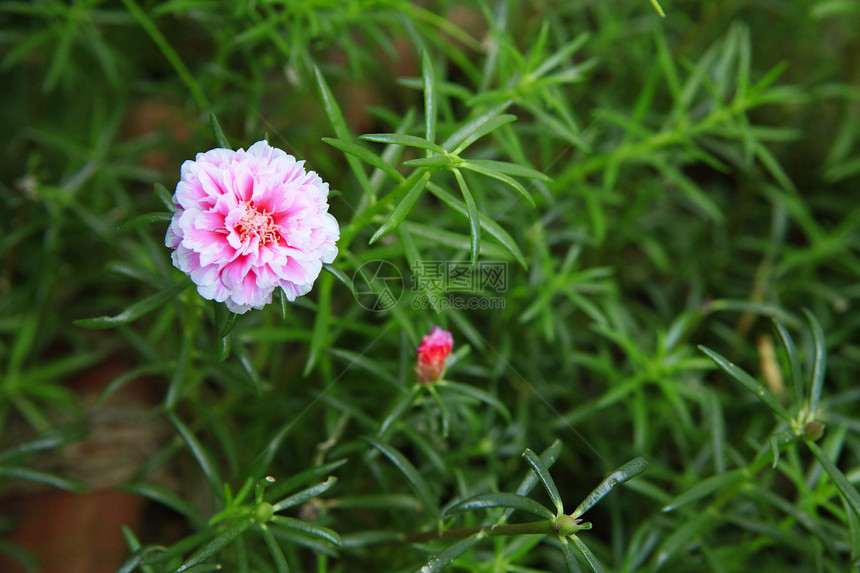 粉粉小花季节叶子牛眼植物学美丽宏观园艺花瓣花园植物图片