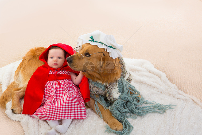 小宝贝小红帽 和狼狗像外婆一样毛皮兜帽幸福故事婴儿说谎帽子手势宠物动物图片