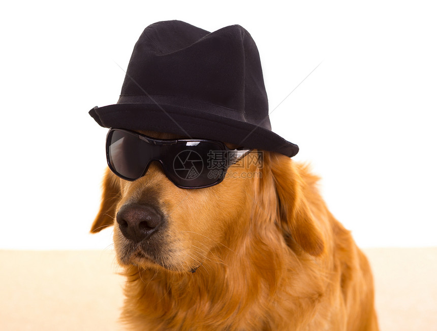 狗是黑帽子和墨镜黑头黑脸黑黑帮黑手党毛皮工作室金发戏服犬类帽子哺乳动物伴侣小狗太阳镜图片