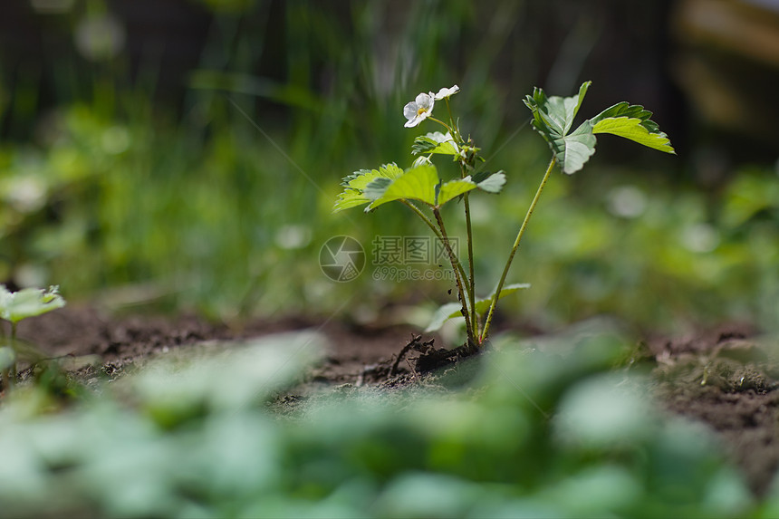 带花朵的草莓植物幼苗花粉香气花园土地季节花瓣生长地面园艺图片