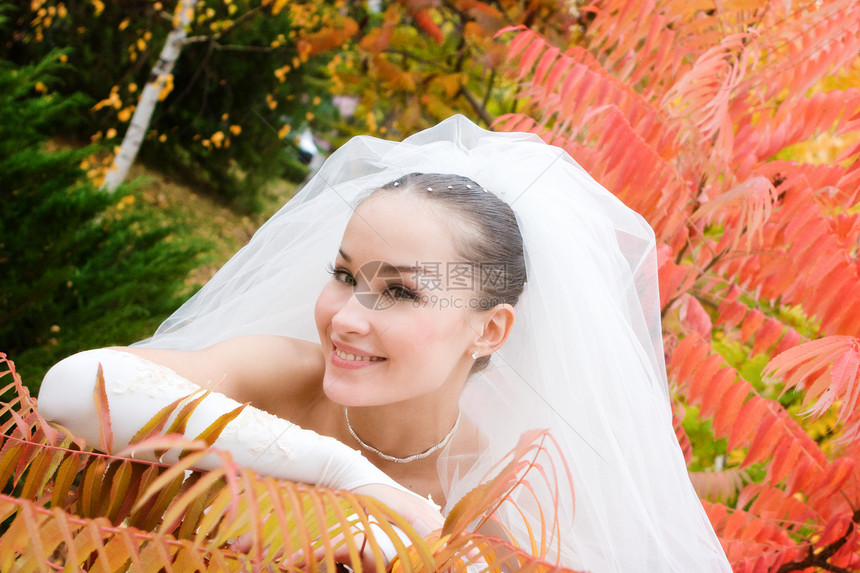 秋天的婚礼面纱女孩公园喜悦植物快乐女士季节婚姻幸福图片