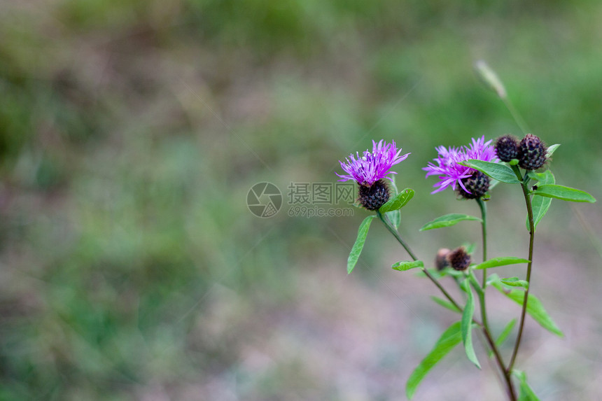 紫花花棕色草本场地植物紫色植物群水平花序粉色草本植物图片