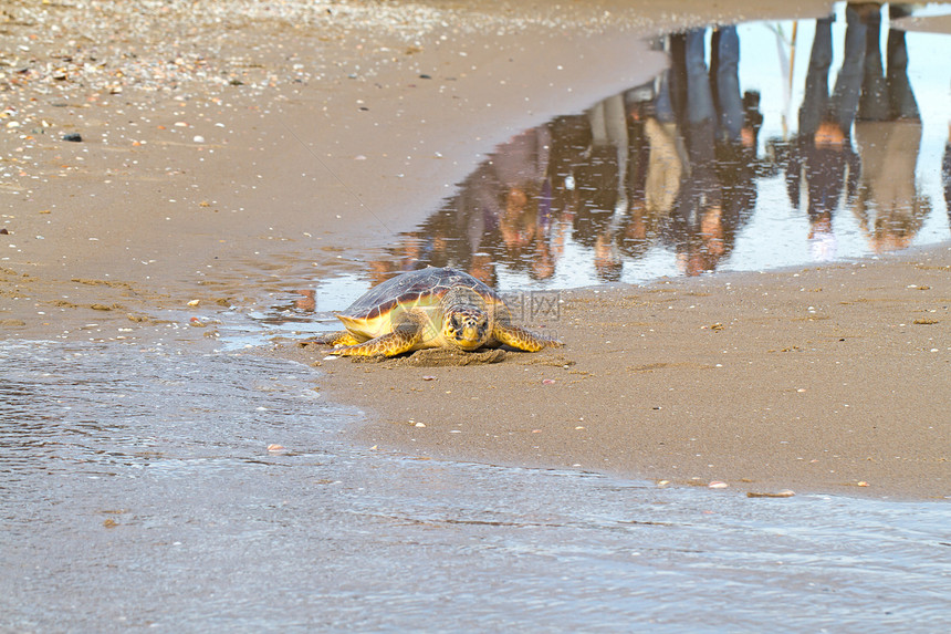 摇头海海龟海滩爬行动物脚印动物海岸海洋反射橙子图片