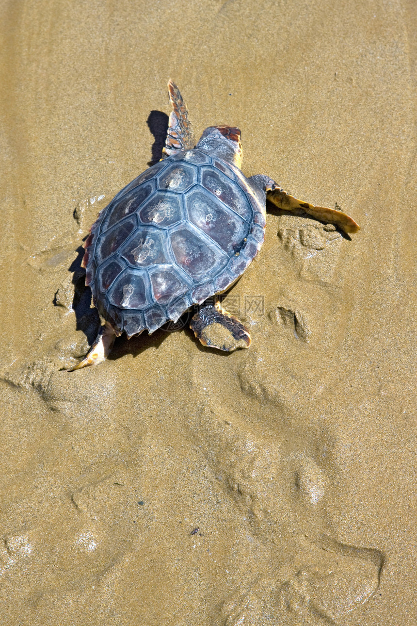 摇头海海龟爬行动物海洋动物海滩橙子海岸脚印图片