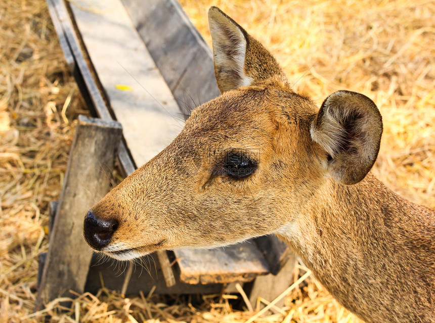 年轻鹿的肖像眼睛鼻子荒野好奇心青年哺乳动物孩子耳朵环境毛皮图片