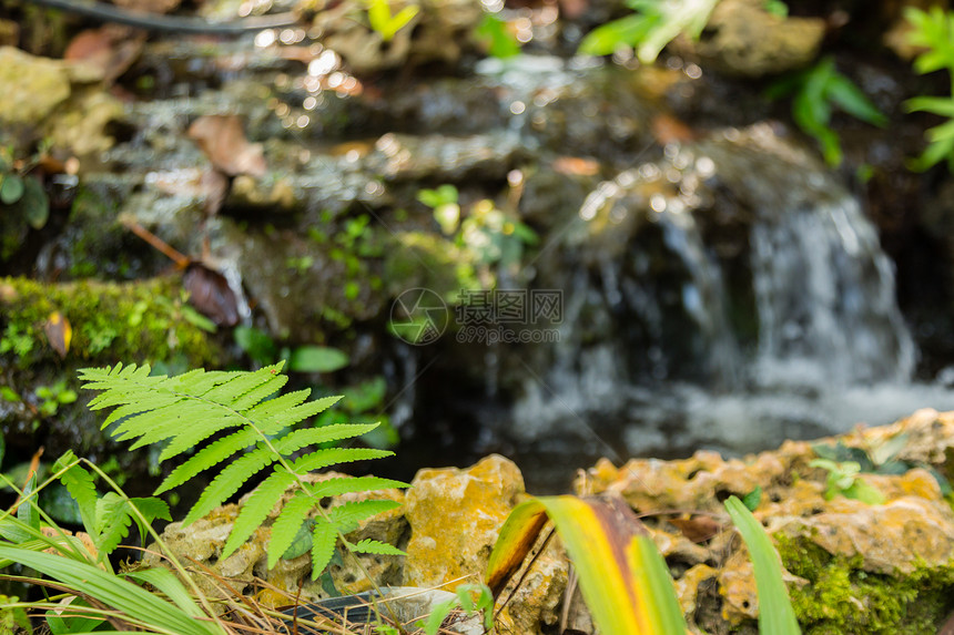 石头地上的绿叶公园溪流森林荒野风景花园流动苔藓环境瀑布图片