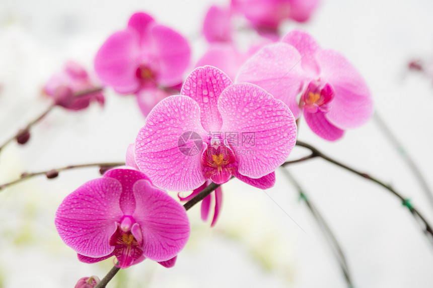 粉红兰花花脆弱性植物群热带白色兰花水滴粉色念日花瓣植物图片