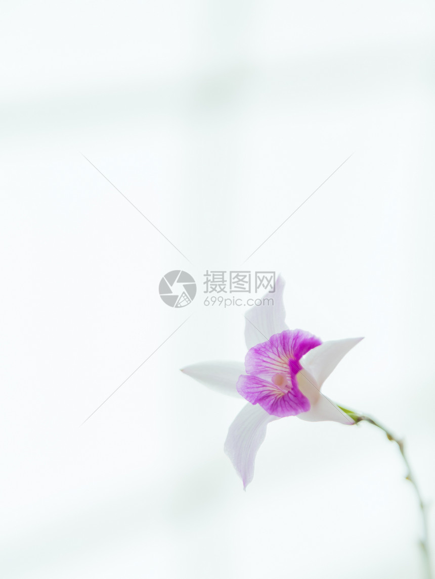 白背景上的白凡达兰花花瓣花束植物学展示礼物植物白色蓝色热带美丽图片