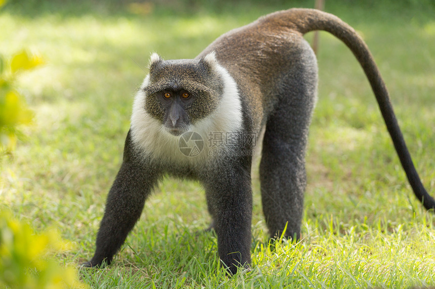 小猴子动物棕色灰色野生动物眼睛荒野脖子小眼睛图片