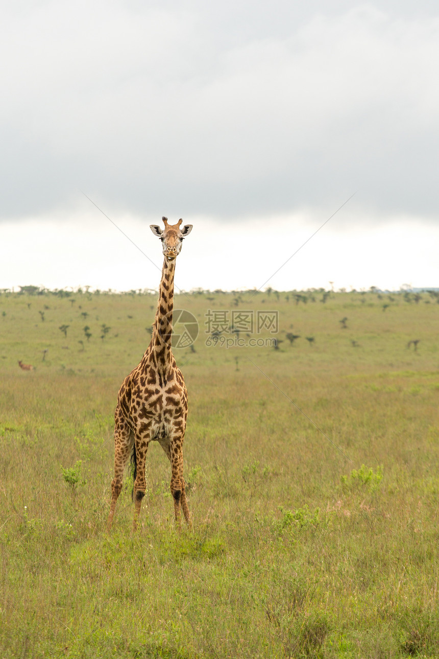 内罗毕国家公园的一头长颈鹿野生动物游戏食草大草原动物长颈栖息地公园旅行场地图片