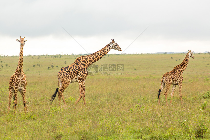 肯尼亚的Giraffe家庭野生动物动物游戏场地哺乳动物公园草食性旅游食草栖息地图片