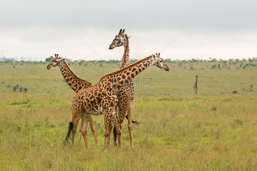 肯尼亚的Giraffe家庭绿色公园棕色荒野野生动物动物草食性食草场地旅行图片