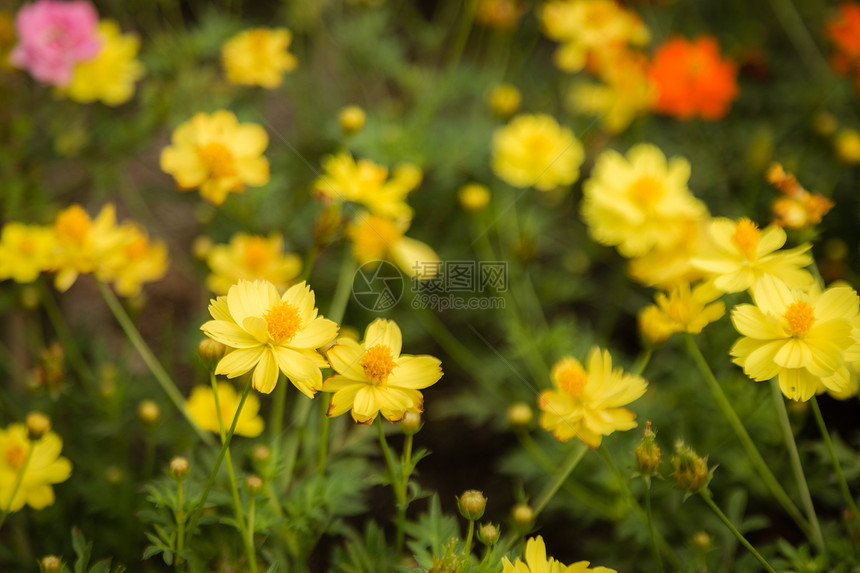 黄色花朵田园花园宇宙草地环境粉色植物学叶子花粉菊科图片