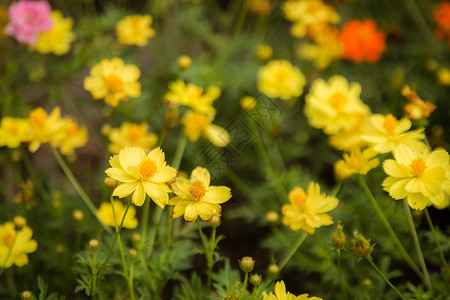 黄色花朵田园花园宇宙草地环境粉色植物学叶子花粉菊科背景图片