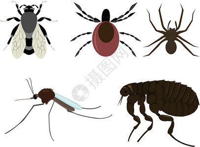 昆虫蚊子跳蚤卡通片螨虫翅膀害虫蜘蛛背景图片