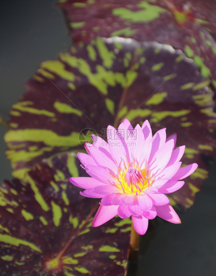 池塘中的粉红水百合植物花园荷花粉色植物学热带美丽花瓣植物群花粉图片