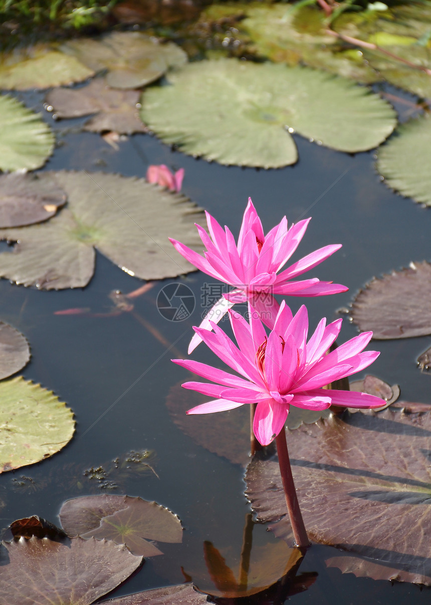 粉色莲花在池塘中开花花园热带植物美丽荷花植物群植物学图片