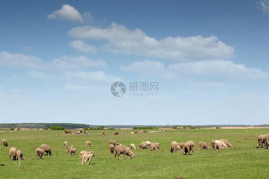 牲畜和牧羊牛风景场地奶制品乡村国家牧场哺乳动物农村农场季节图片