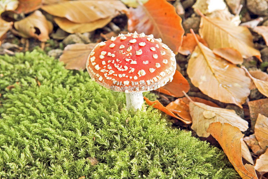 Amanita 天然有毒蘑菇图片