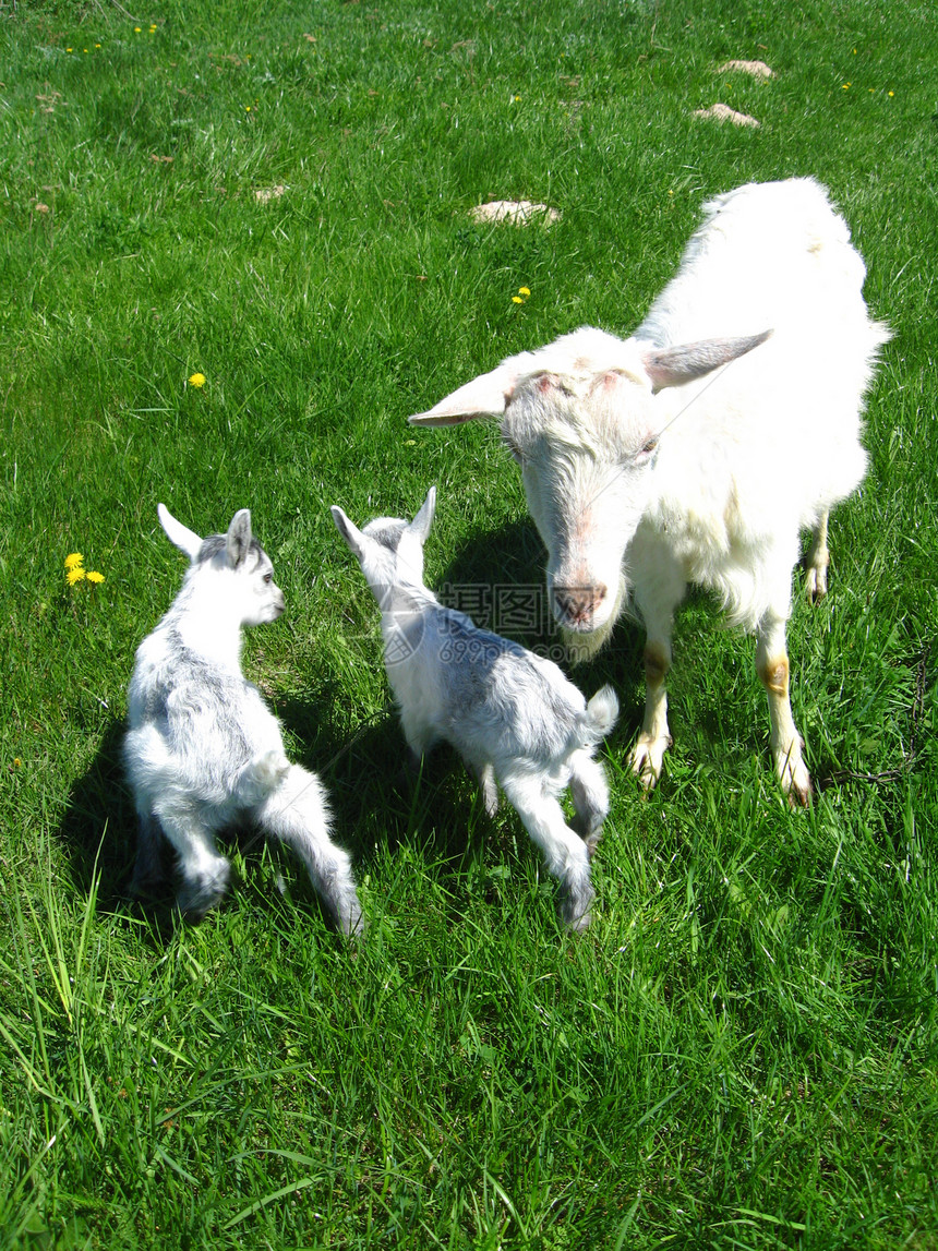 山羊和两个孩子配种牛奶草原幼兽畜牧业牛角母鹿牧场动物农业图片