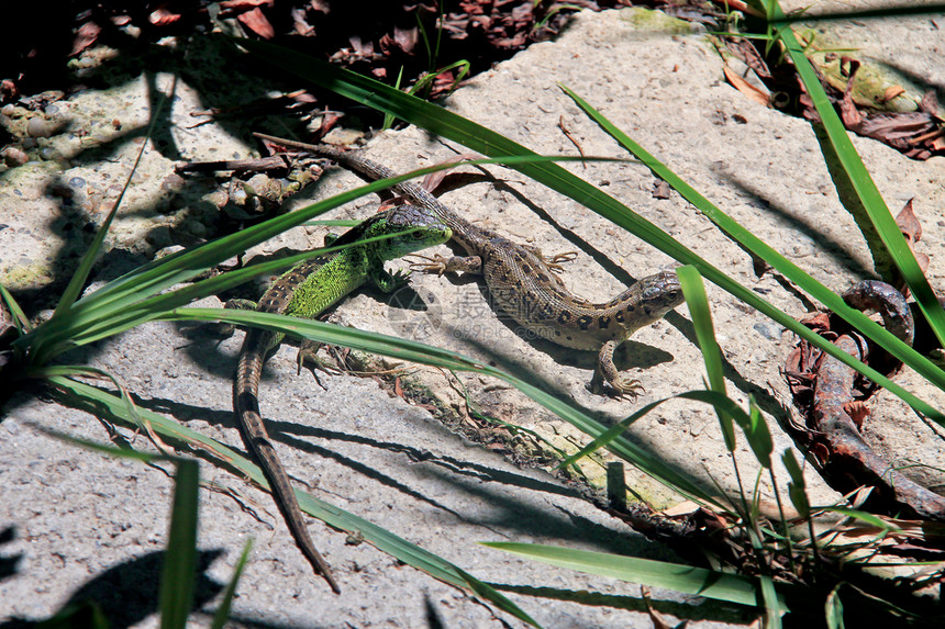 蜥蜴阴影棕色爬行动物石头动物皮肤尾巴绿色野生动物荒野图片