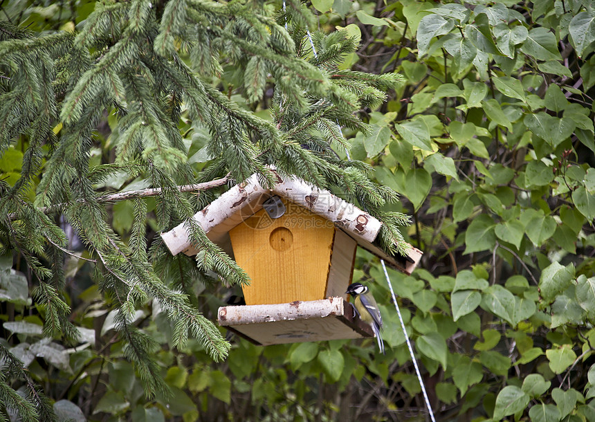 鸟类饲料鸟山雀绿色花园黄色松树观鸟动物鸟巢鸟器羽毛图片