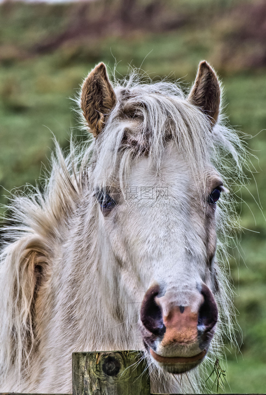白马哺乳动物肖像马属动物栅栏邮政速度自由农场小马图片