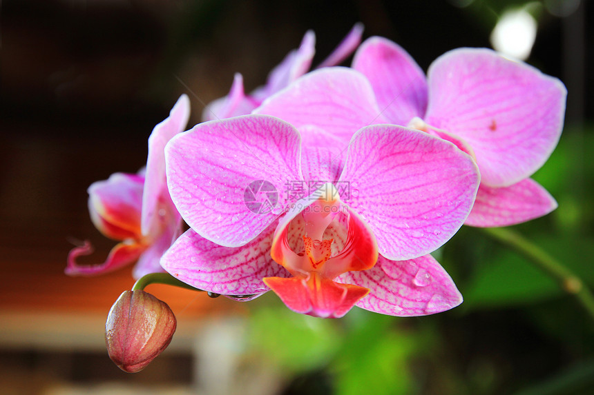 热带花园中的粉红兰花图片