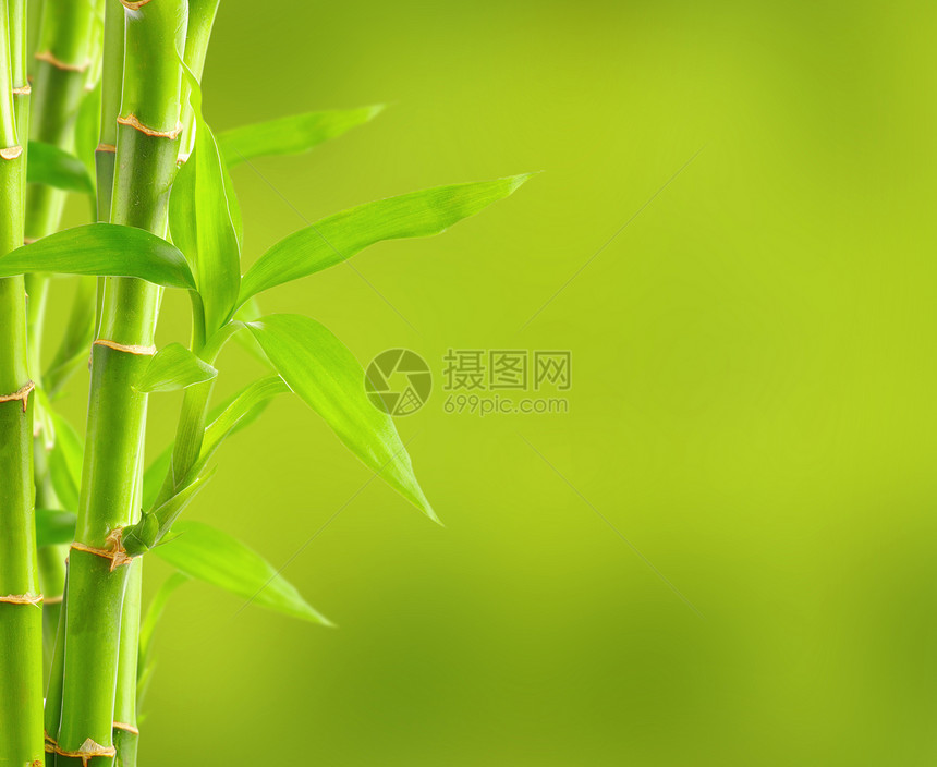 带复制空间的竹布背景竹子运气园艺风水植物丛林热带生活边界花园图片